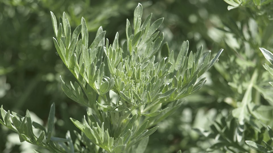 Artemisia: A Botanical to Support Healthy Gut Function
