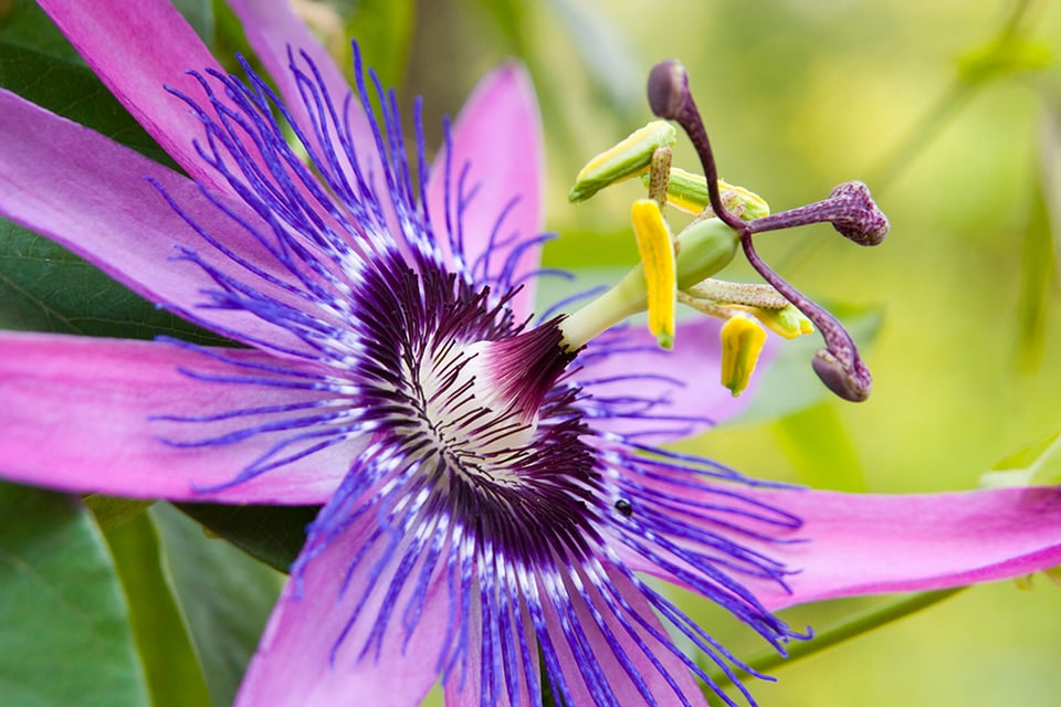 Passionflower and Mood Support