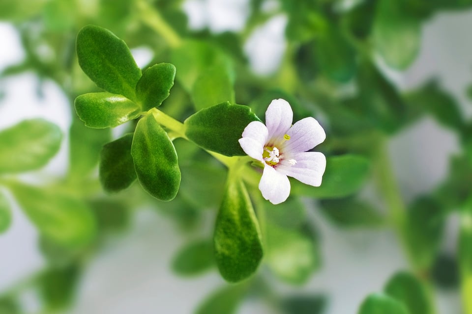 The Cognitive Effects of Bacopa