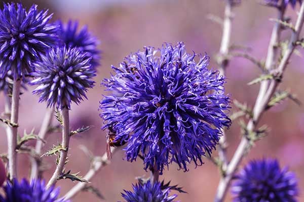 Herbal Extracts for a Healthy Liver