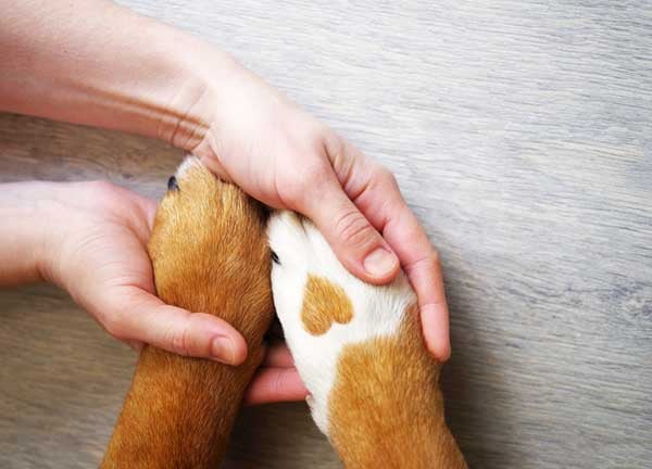 Pets & Stress Reduction