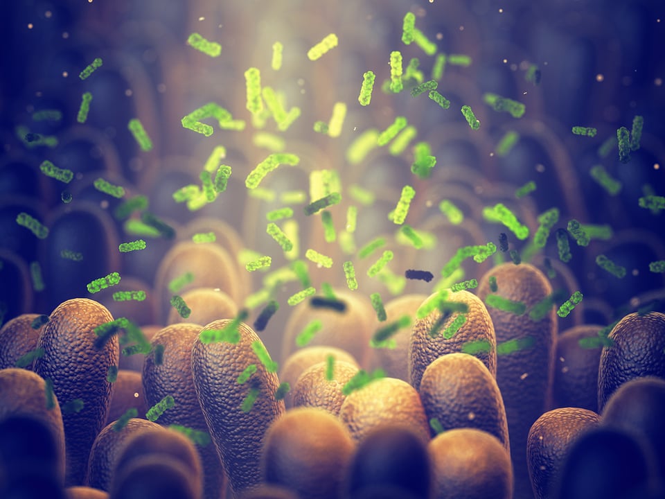 How the Gut Microbiome Supports the Immune System