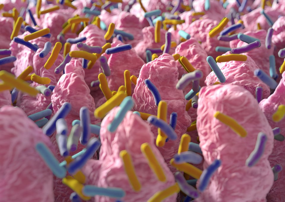 How the Immune System Helps Balance Gut Bacteria