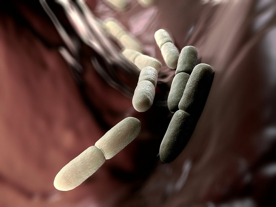 Immuno-LP20™: Probiotic Strain to Promote Immune Health