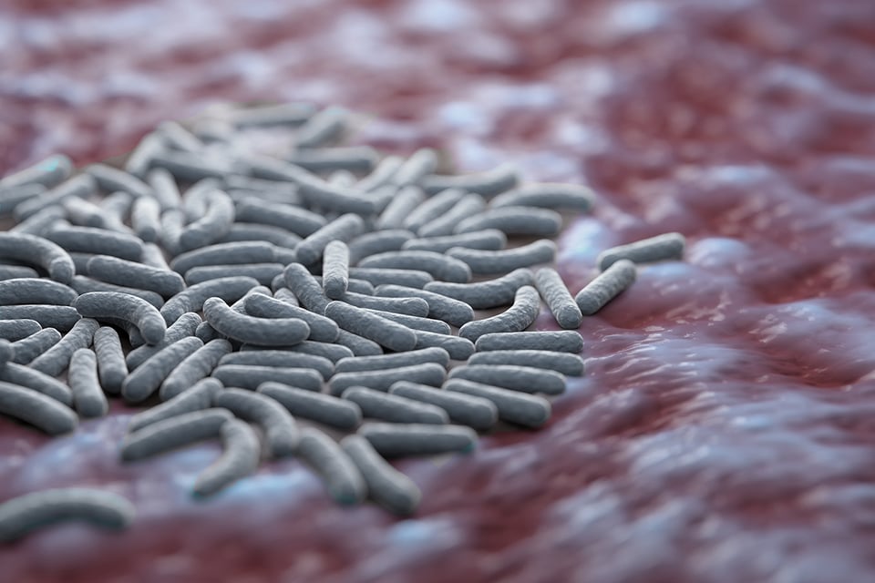 The Role of Lactobacillus Acidophilus DDS®-1 in Gut Health