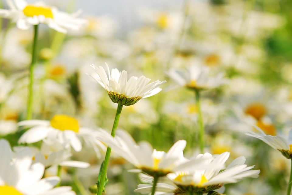 Chamomile to Support Healthy Sleep and Normal Mood