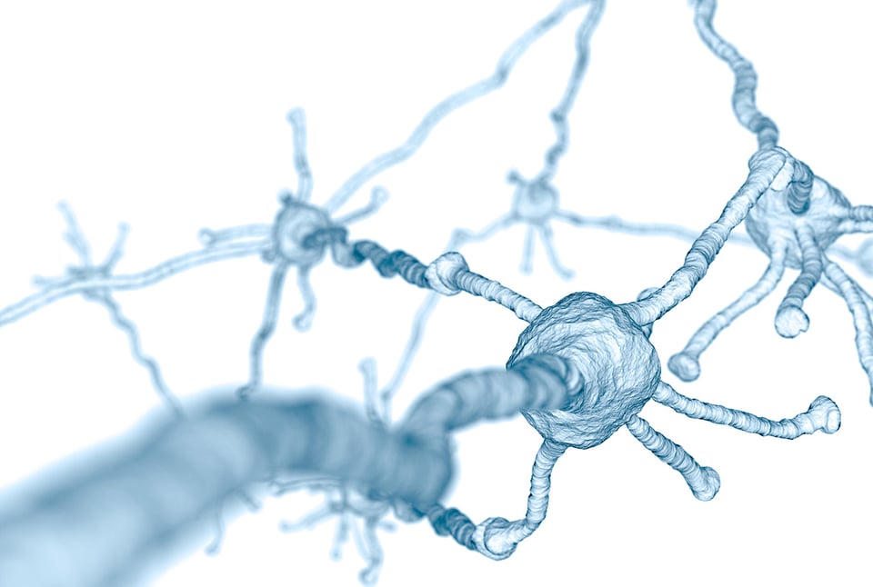 The Neurobiology of Acetyl L-Carnitine