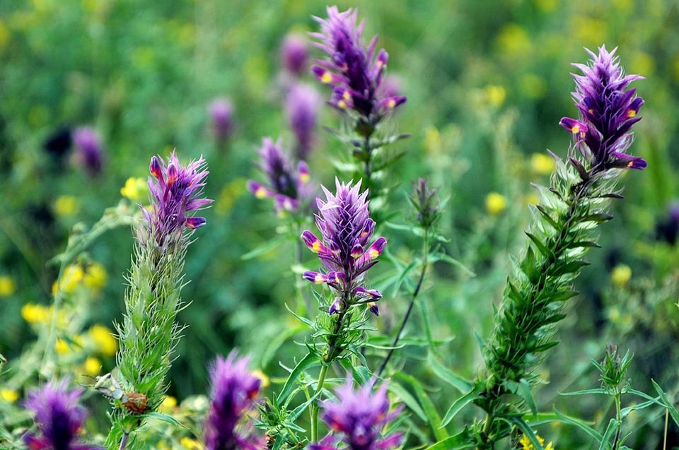 Impact of Astragalus on Immune Function