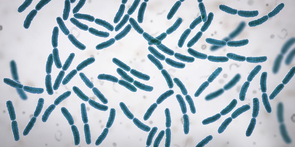 Lactobacillus acidophilus DDS®-1 Supports Immune Function