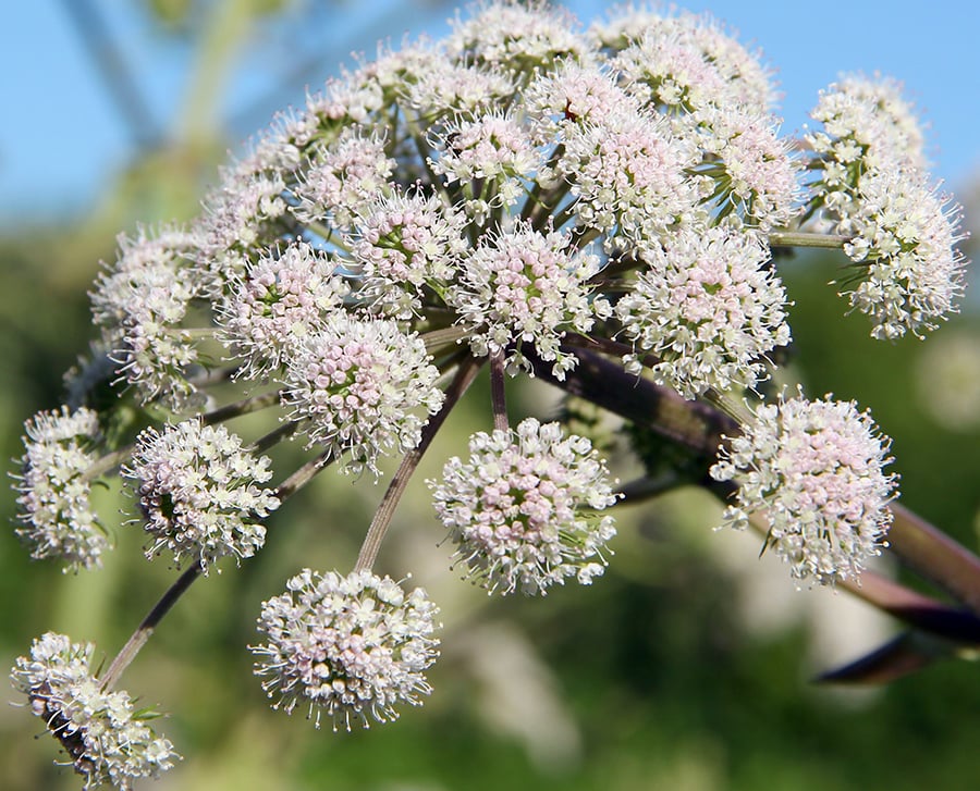 The Impact of Valerian on GABA May Support Muscle Relaxation