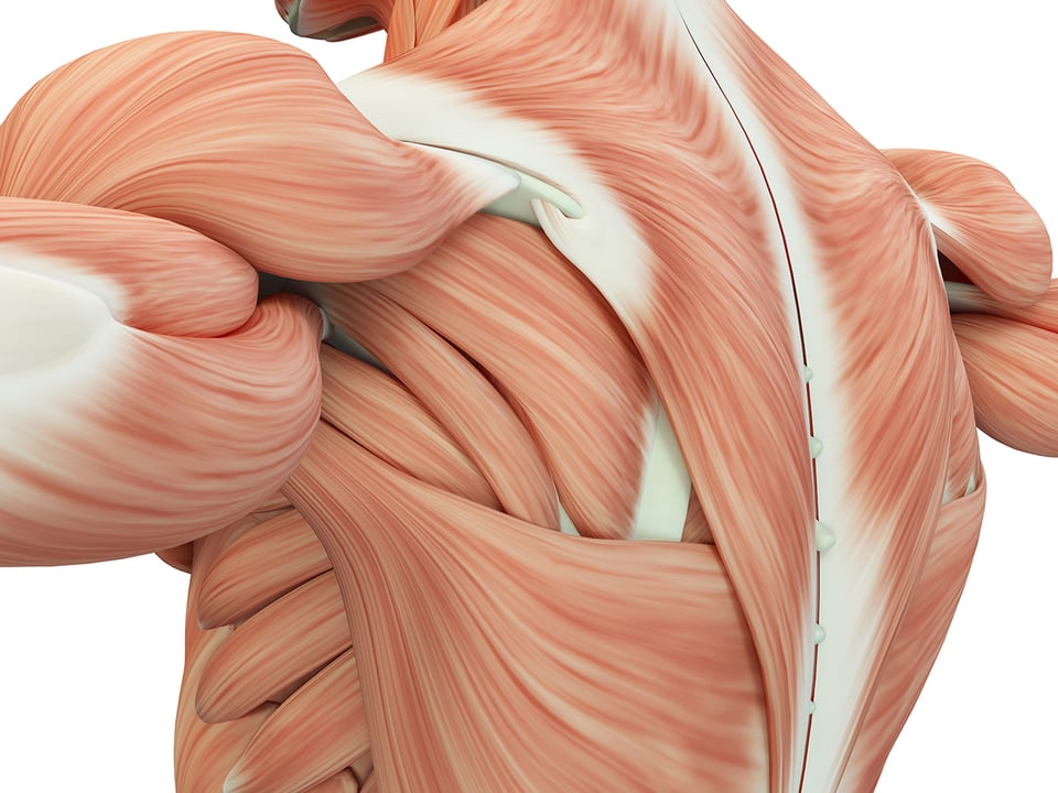 Beyond Protein: Nutrition for Muscle Health