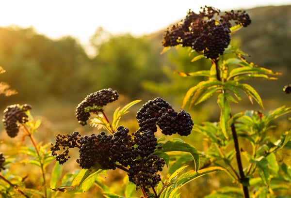 Reducing Flu Symptoms with Elderberry