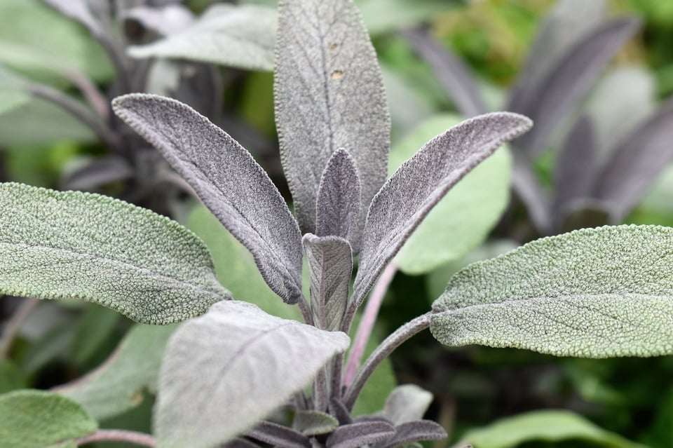 Sage is All the Rage (or at least it should be!)
