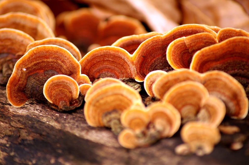 Recent Review Explores Health-Supportive Properties of Ganoderma Lucidum Extracts