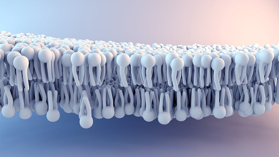 Recent Review Explores Role of Inositol and Probiotics in Gestational Diabetes