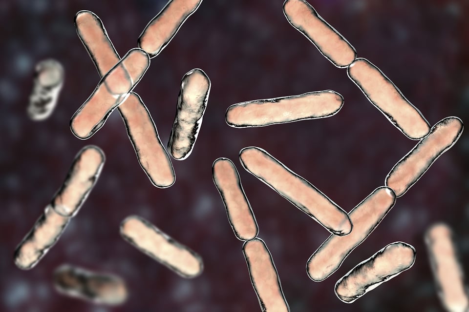 Loss of Bifidobacteria and HMO Utilization in Infants Linked to Immune Dysregulation Early in Life