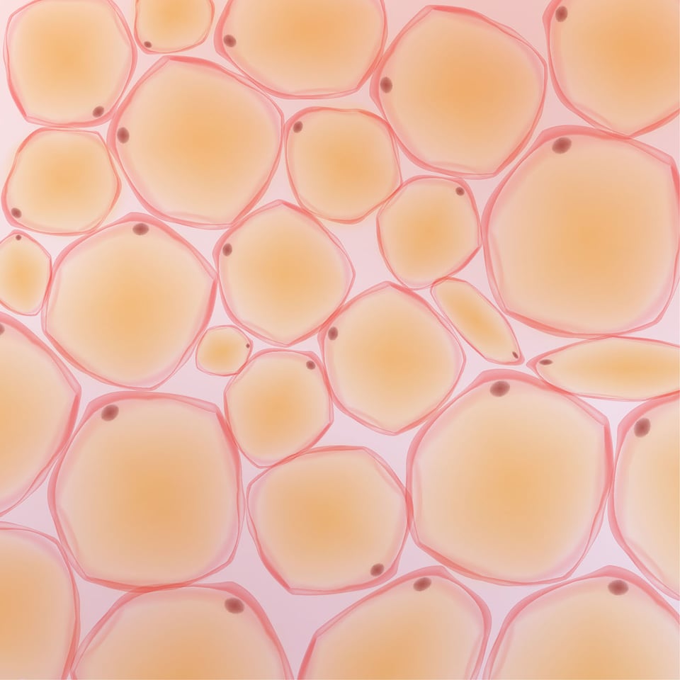 Phytosterol May Influence Cholesterol Absorption and Healthy Lipid Metabolism