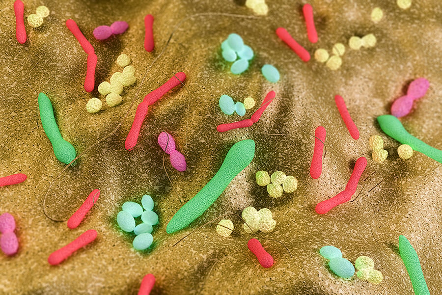 Recent Study Links Probiotics and Improved Cellular Metabolism and Function in HepG2 Cells