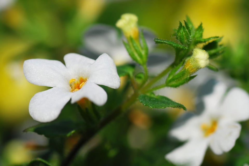 Recent Review Explores the Actions of Potentially Neuroprotective Botanicals