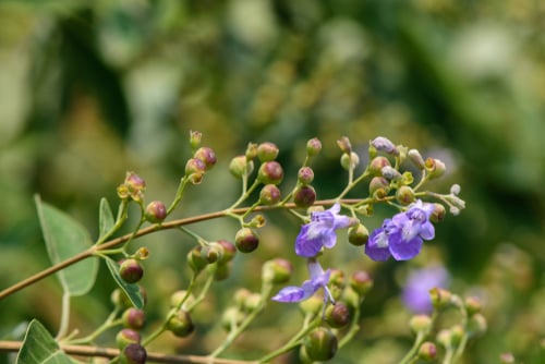 Chaste Tree & Female Health