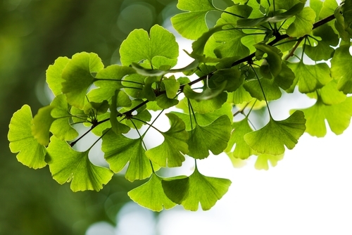 Ginkgo biloba extract helps improve biomarkers in patients with type 2 diabetes
