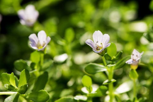 Bacopa Monnieri – Time-Honored Nootropic