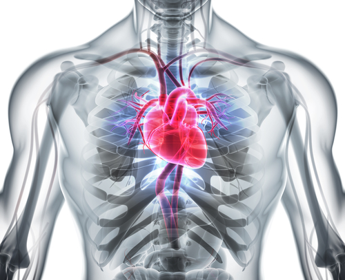 New study demonstrates garlic extract helps improve markers of endothelial function and arterial stiffness