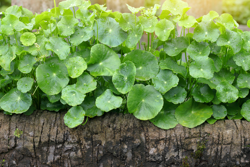 Gotu Kola: Go-To for Skin & Veins