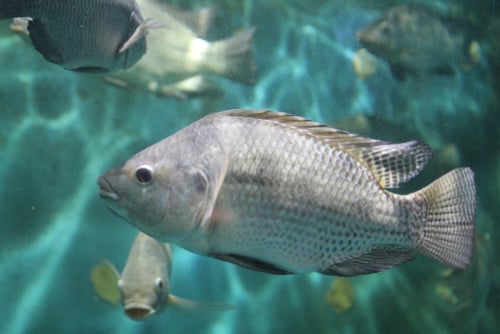 What’s Lurking in Farmed Tilapia?