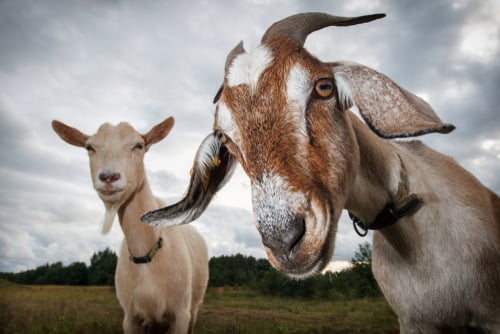 Who’s Got Your Goat?