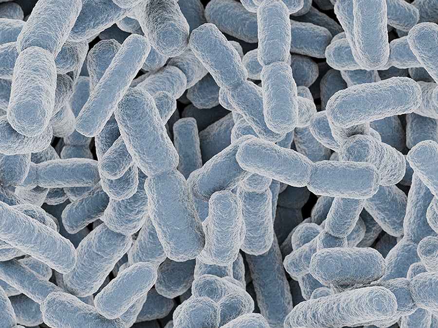 Recent Randomized Controlled Trial Explores Efficacy of Probiotics on Chronic Urticaria