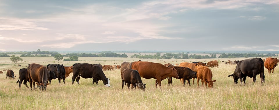 Exploring the Nutrient Density of Organ Meats