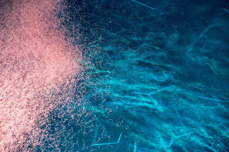 Krill Oil for Muscle Health and Recovery
