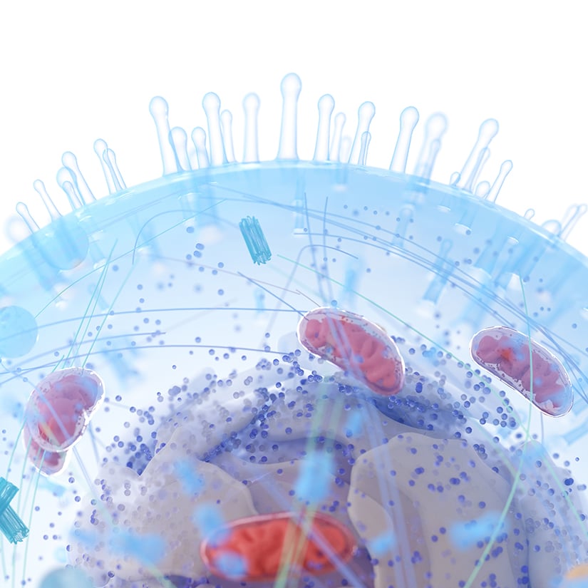 CoQ10 Helps Promote Mitochondrial Function