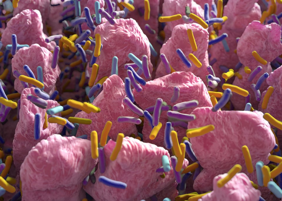 Probiotics and Children’s Gut Health