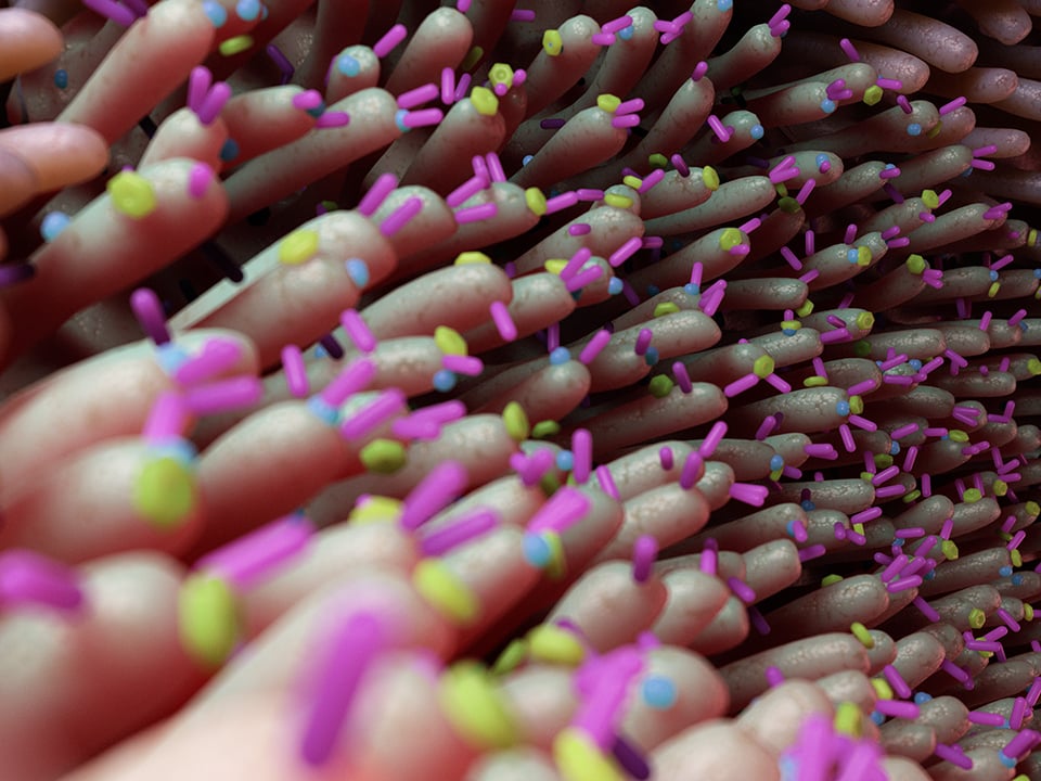 Influence of Probiotics on Weight Management in Obesity