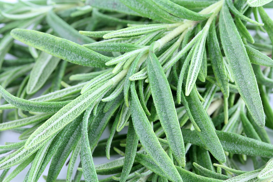 The Anti-Inflammatory Potential of Rosemary