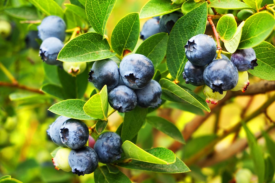 Pterostilbene: A Molecule to Support Cellular Regeneration