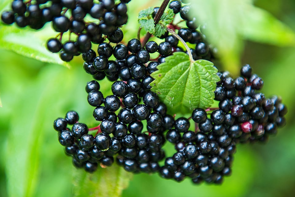 The Biochemistry of Elderberry and the Immune Response