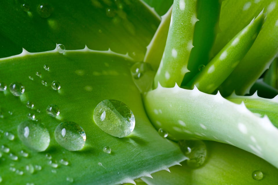 Botanicals to Support Skin Elasticity