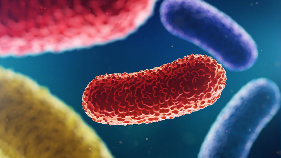 Osteoarthritis and the Gut Microbiome: Is There a Link?