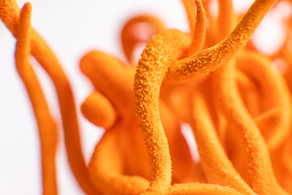 The Latest on the Health-supportive Role of Cordyceps
