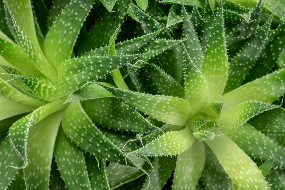 Aloe Vera and Bowel Regularity