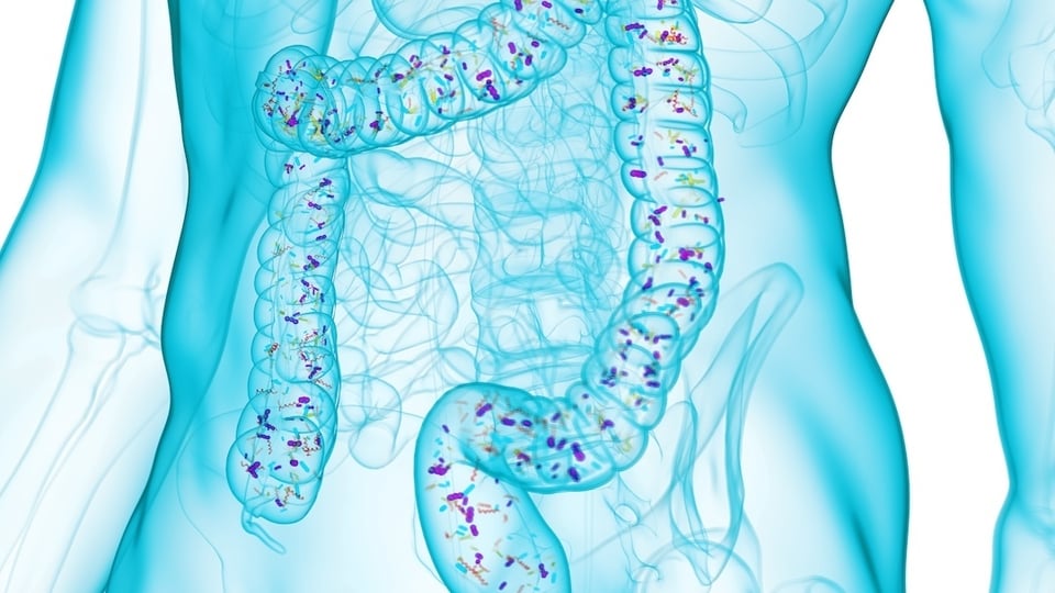 New Review Investigates the Efficacy of Different Probiotics in IBS