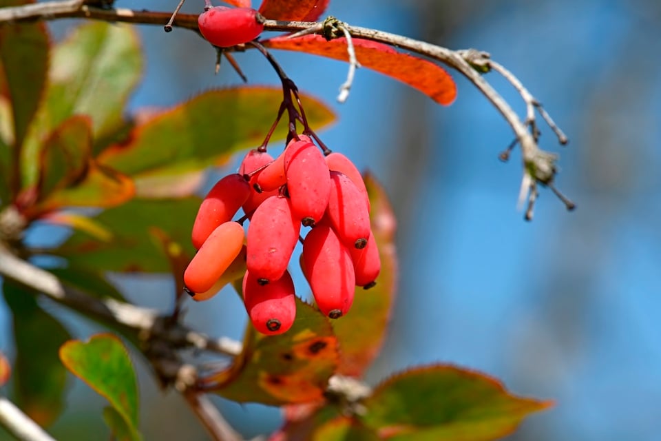 Berberine – The Missing Link in Blood Glucose Management?