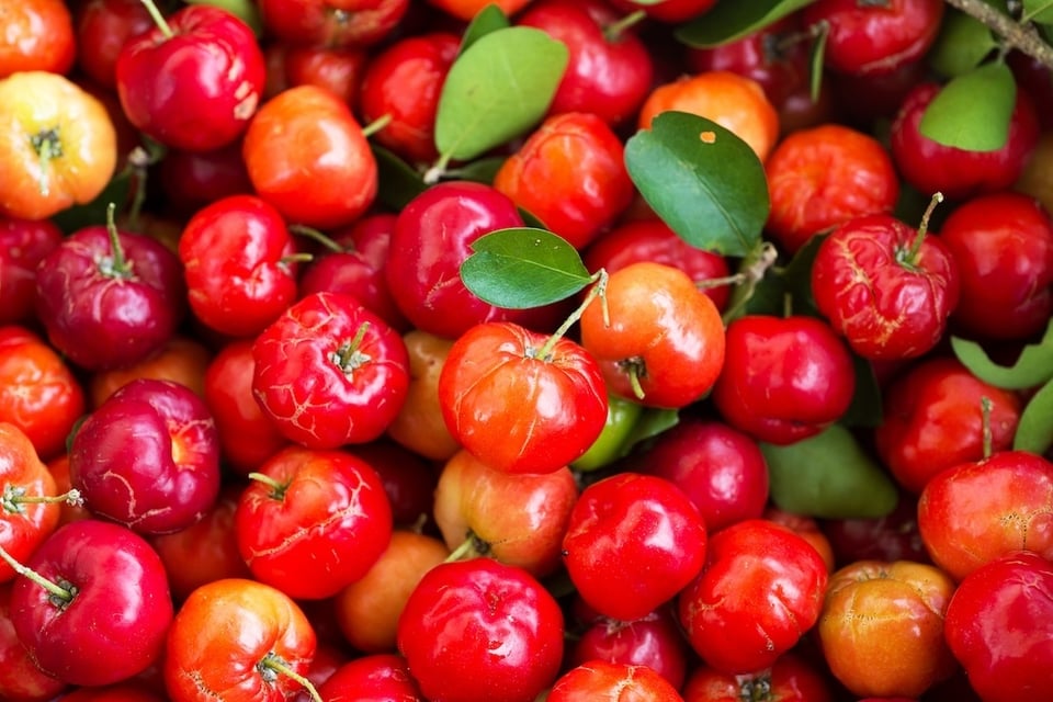 Acerola Fruit: Promoting Vitamin C Status and Absorption