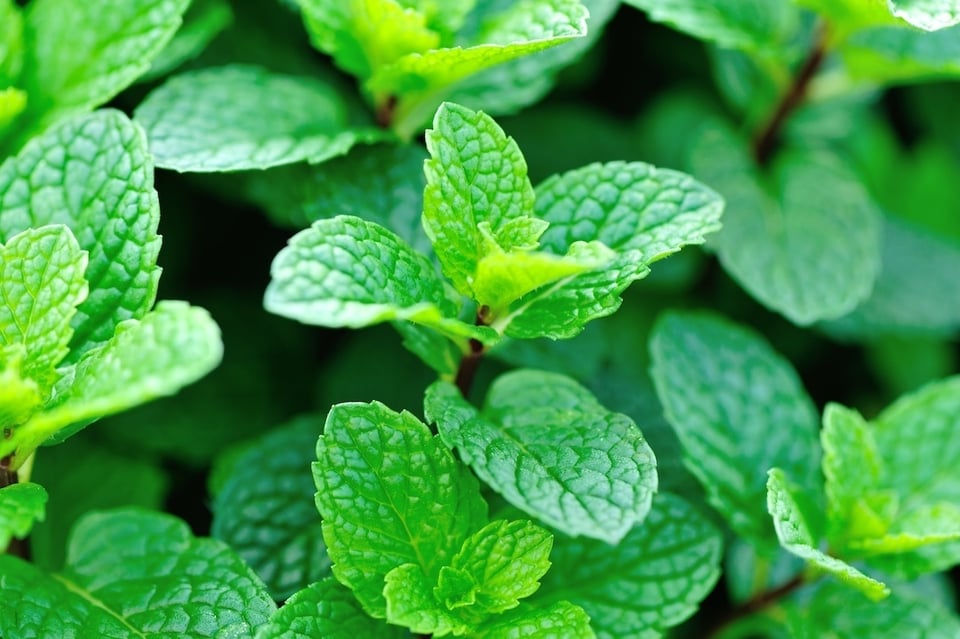 Peppermint: The Star of the Holiday Season