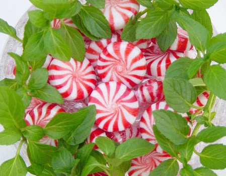 ‘Tis the Season for Peppermint…