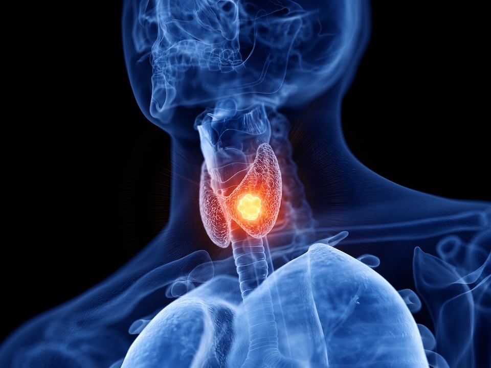 The Thyroid-Gut Axis: Is There a Connection Between Thyroid Health and the Gut Microbiome?