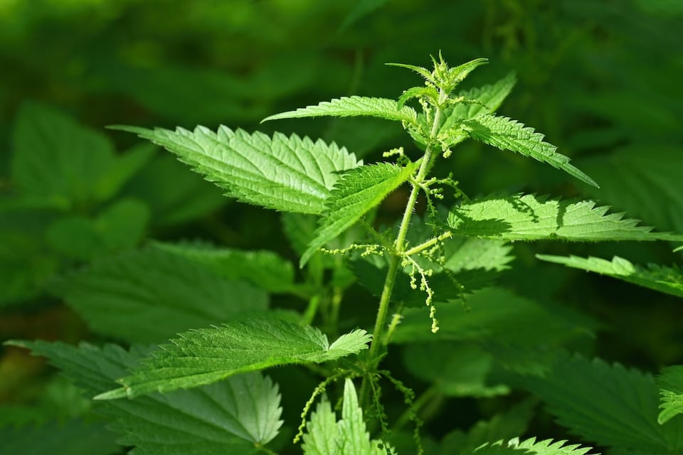 Stinging Nettle: A Potent Herb to Support Immune Health